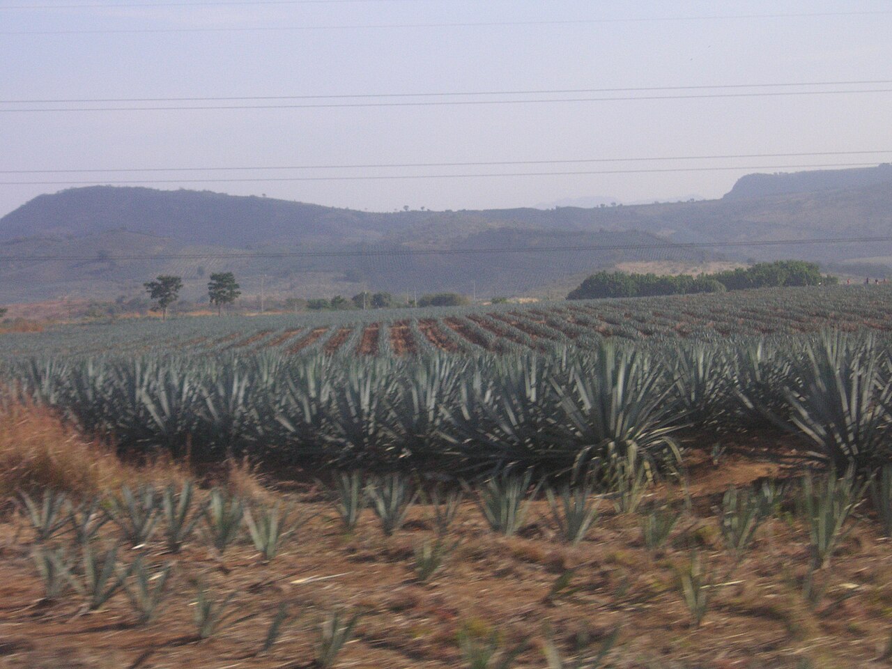 Rows of mature agave plants in a field near Tequila, Jalisco