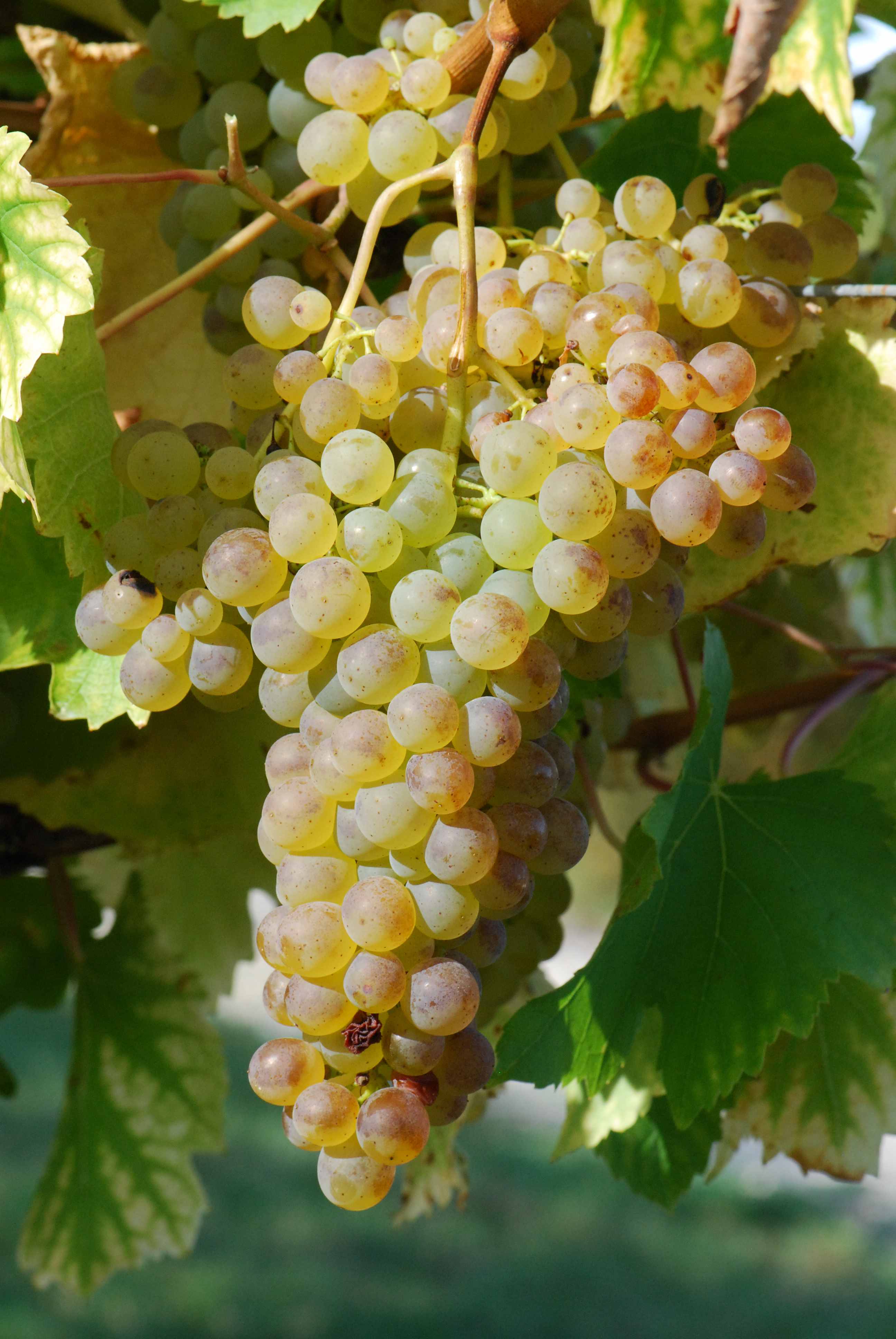 A ripe cluster of Colombard grapes