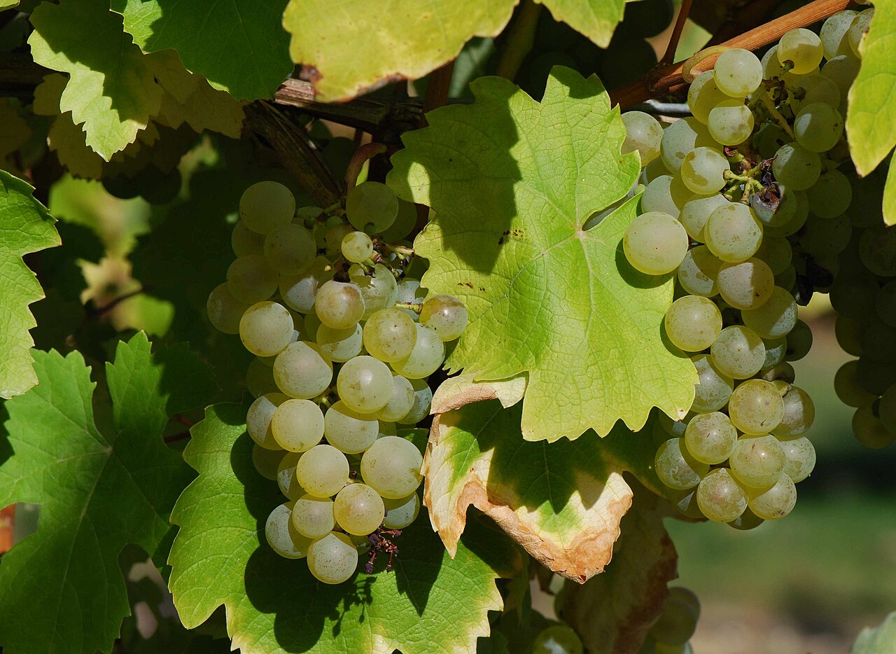 A ripe cluster of Folle Blanche grapes