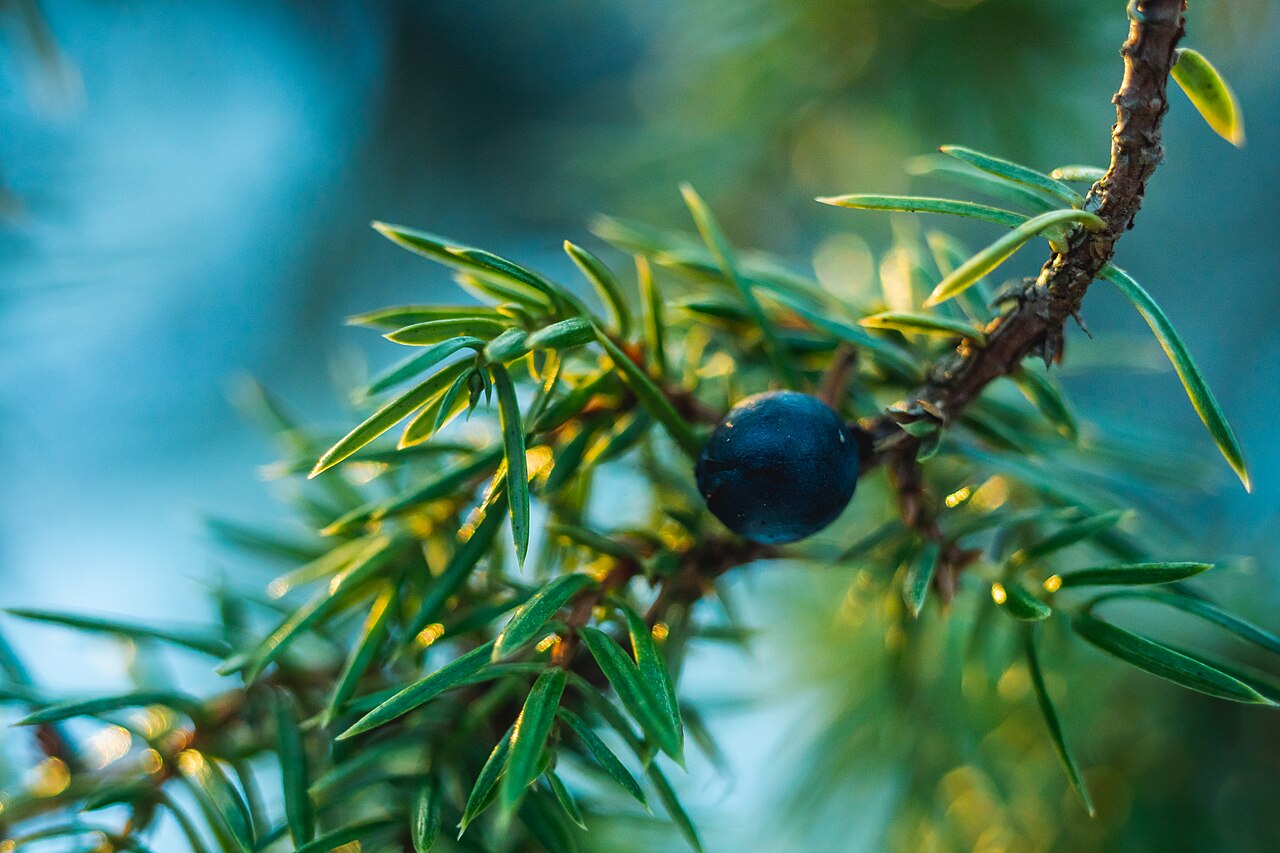Dried juniper berries in close view