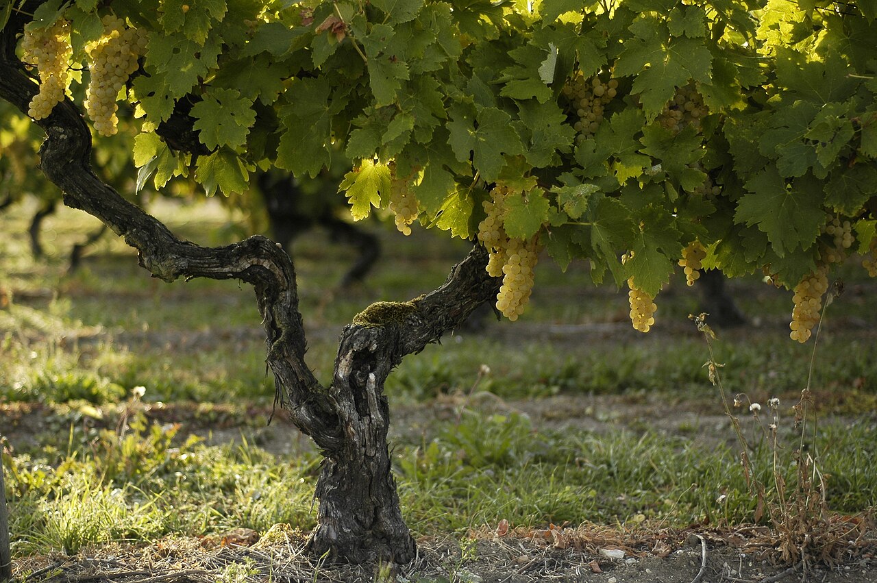 Ripe Ugni Blanc grapes on the vine in Grande Champagne